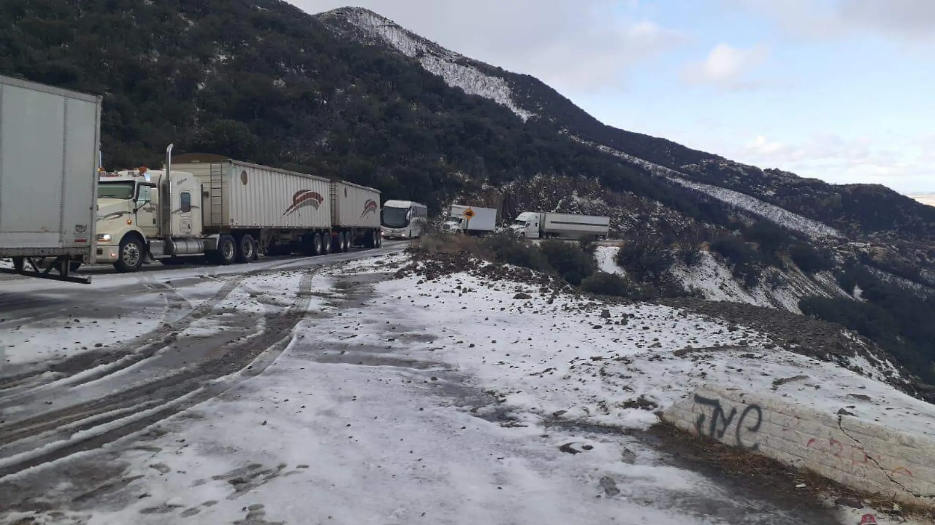 Nieve chihuahua